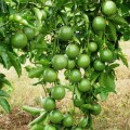 Cách trồng chanh dây tại nhà sai quả đến bất ngờ