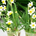 4 loại hoa phong thủy giúp mang lại nguồn năng lượng tốt cho gia chủ